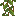 Cave Sarmaşığı Plant