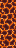 Magma