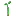 Mangrov Propagule
