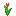 Kırmızı Tulip