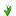 Beyaz Tulip