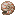 Nautilus Kabuğu